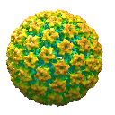 HPV33