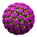 HPV18